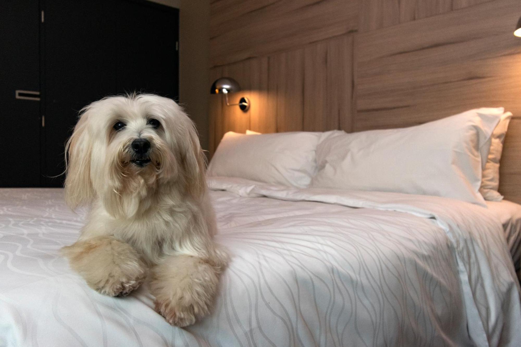 Pullman Santiago Vitacura Екстериор снимка A Bolognese